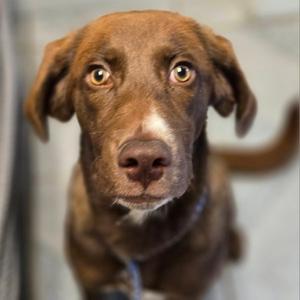 Droopy, Chocolate Labrador Retriever, young, available for adoption