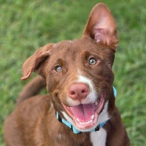 A brown and white dog with a blue collar, smiling and looking up at the camera.