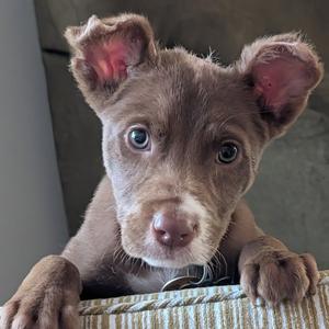Erling, Australian Shepherd, puppy, available for adoption