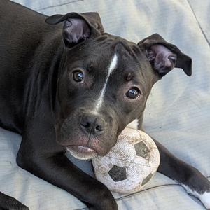 Doris, Pit Bull Terrier, puppy, available for adoption