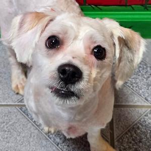 Dumpy, Bichon Frise, young, available for adoption