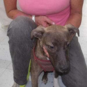Baby Girl, Mixed Breed (Medium), puppy, available for adoption
