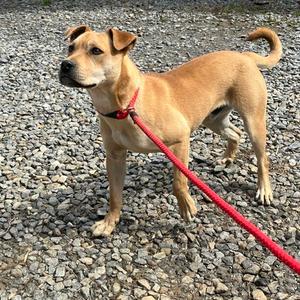 Fonzie, Mixed Breed (Medium), adult, available for adoption