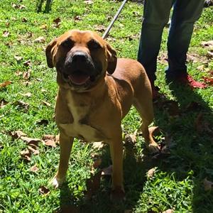 Boy, Terrier, adult, available for adoption