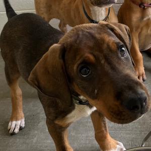 Dylan, Mixed Breed (Large), puppy, available for adoption