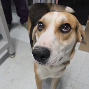 Bagel, Hound, Black and Tan Coonhound, adult, available for adoption