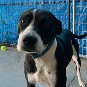 Cowie (HW+), Mixed Breed (Medium), adult, available for adoption