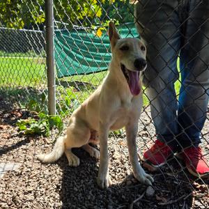 Felix, Shepherd, adult, available for adoption