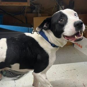 Hennessey, Mixed Breed (Medium), adult, available for adoption