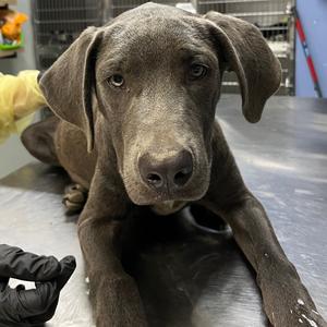 Carter, Retriever, Labrador, adult, available for adoption