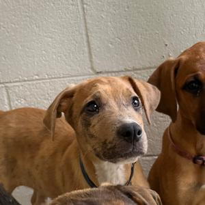 Dallas, Mixed Breed (Large), puppy, available for adoption