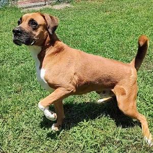 Bandit, Boxer, adult, available for adoption