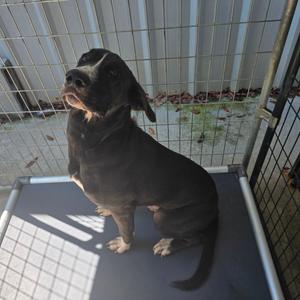 A black dog with white markings on its face and paws is sitting on a raised platform inside a metal enclosure. The dog is looking upwards and to the left, with its mouth slightly open. The background shows a wire mesh fence and some greenery outside.