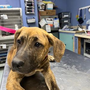 Camila, Retriever, Labrador, adult, available for adoption