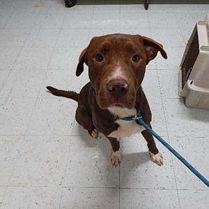 Diego, Retriever, Labrador, adult, available for adoption