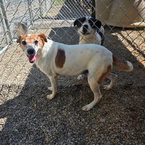 Charlotte, Feist, adult, available for adoption