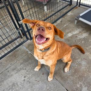 Gemma, Mixed Breed (Large), adult, available for adoption