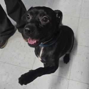 BellaDonna, Retriever, Black Labrador, adult, available for adoption