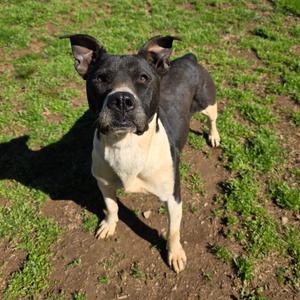 Banjo, Terrier, adult, available for adoption