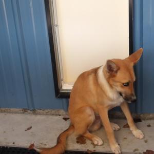 Frank (Dog 4), Shepherd, adult, available for adoption