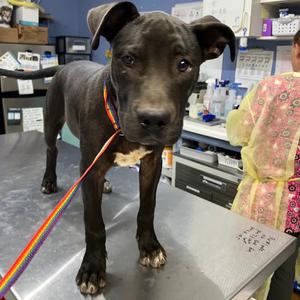 Caleb, Retriever, Labrador, adult, available for adoption