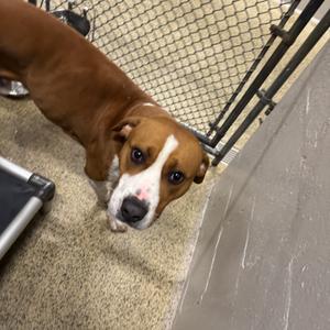 Biscuit, Boxer, adult, available for adoption