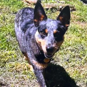 Bella, Cattle Dog, Australian (Blue Heeler), adult, available for adoption
