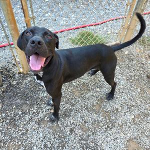 A black dog with a pink tongue sticking out, standing on a gravel surface with a red rope and a fence in the background.