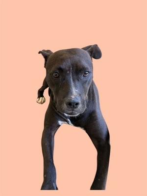 black dog standing on a pink background