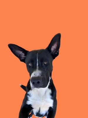 A black and white dog with perked ears and a white patch on its chest, standing against an orange background.