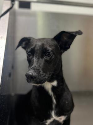 Casey, Labrador Retriever Mix, young, available for adoption