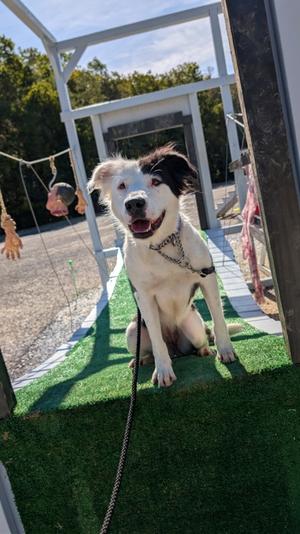 Davina, Border Collie Mix, adult, available for adoption