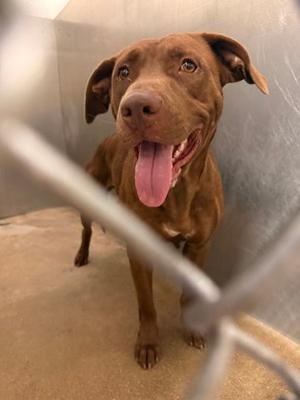 Dotty, Pit Bull Terrier Mix, adult, available for adoption