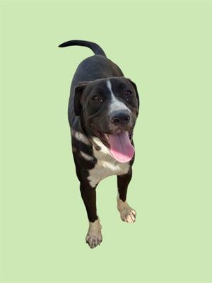 A black and white dog with a pink tongue sticking out, standing on a light green background.