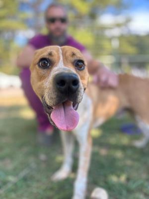 A brown and white dog with a black nose and pink tongue sticking out, standing on grass with a person in the background.