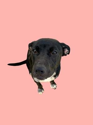 A black dog with white paws and a white chest is standing on a pink background. The dog is looking directly at the camera with its ears slightly back.