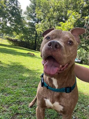 Griffin, Mixed Breed, senior, available for adoption