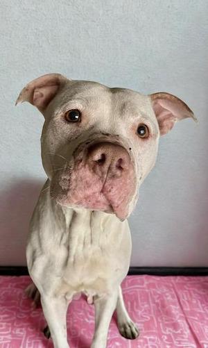 A light-colored pit bull dog sits on a pink blanket with a light blue wall behind it. The dog has large floppy ears, brown eyes, and a prominent pink nose.