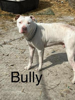 A white pit bull dog standing on a dirt ground with the word "Bully" written in black text below it.