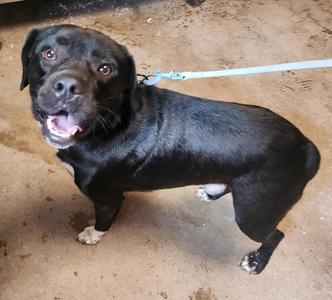 Hugsley, Labrador Retriever / Beagle, adult, available for adoption