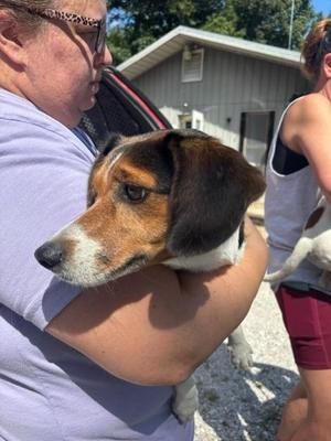 Birdie, Beagle, young, available for adoption