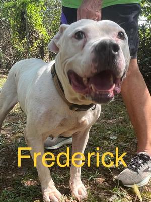 Frederick, Pit Bull Terrier, adult, available for adoption