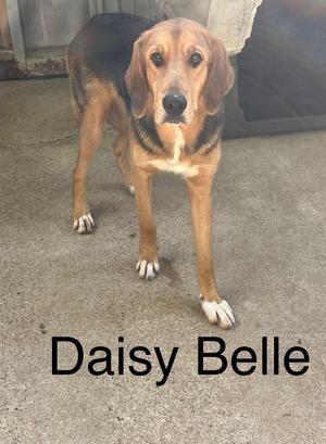 A brown and black dog standing on a concrete surface with the name "Daisy Belle" written below it.