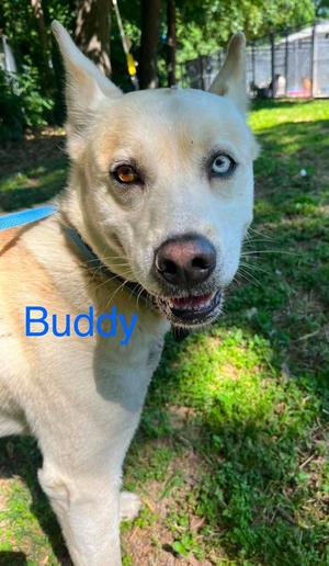 Buddy Boy, Husky / Labrador Retriever, adult, available for adoption