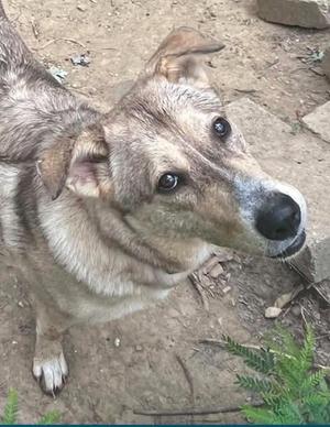 a dog looking up at the camera