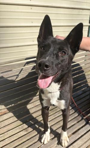 Babylon, Mixed Breed, young, available for adoption