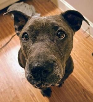 Brownie, Mixed Breed / Pit Bull Terrier, adult, available for adoption