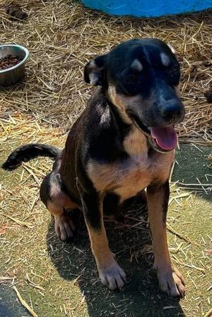 Hank, Mixed Breed / Labrador Retriever, puppy, available for adoption