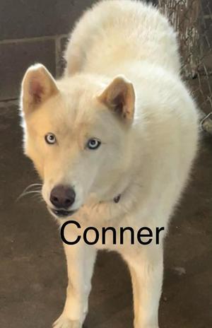 Connor, Husky, young, available for adoption