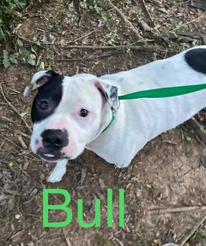 Bull, Pit Bull Terrier, adult, available for adoption